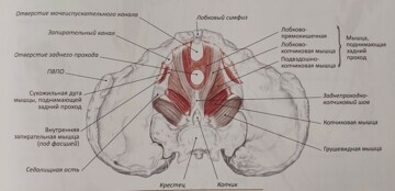 Кокцигодиния (боль в копчике). Лечение кокцигодинии | Центр Дикуля